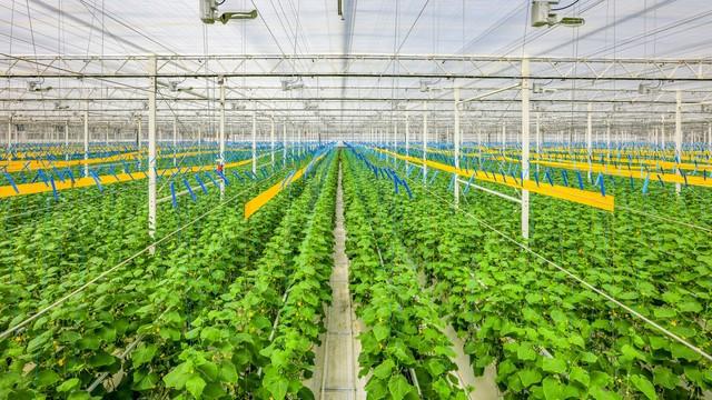 有机绿色农产品产业链分析